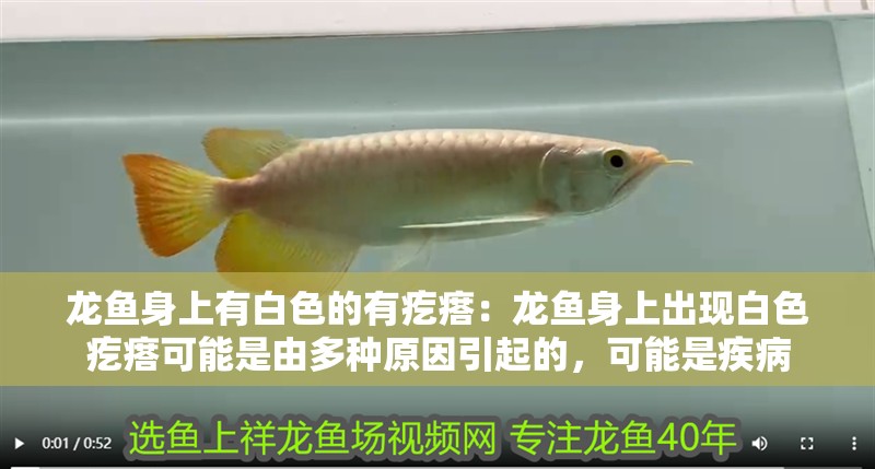 龍魚身上有白色的有疙瘩：龍魚身上出現白色疙瘩可能是由多種原因引起的，可能是疾病