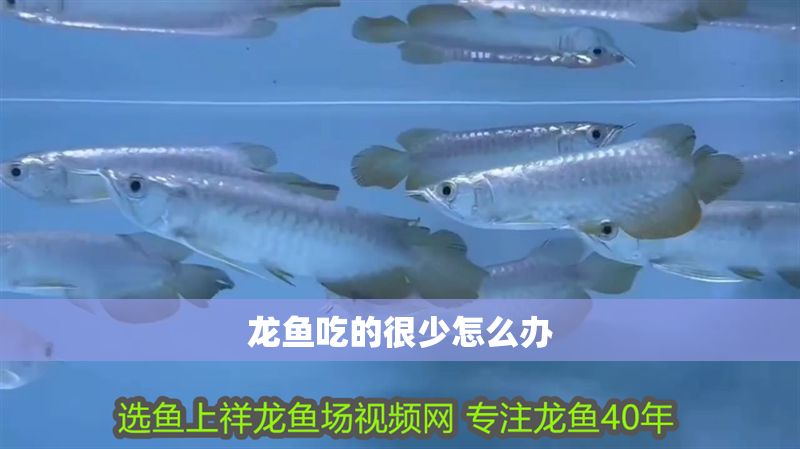 龍魚吃的很少怎么辦