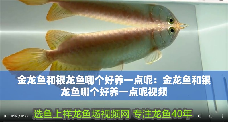 金龍魚和銀龍魚哪個好養(yǎng)一點呢：金龍魚和銀龍魚哪個好養(yǎng)一點呢視頻