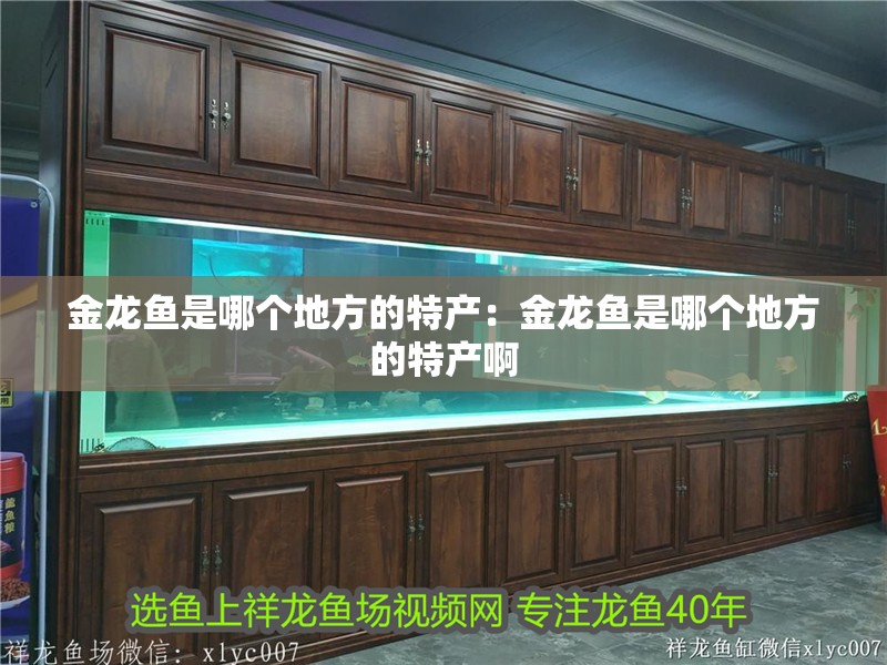 金龍魚是哪個(gè)地方的特產(chǎn)：金龍魚是哪個(gè)地方的特產(chǎn)啊