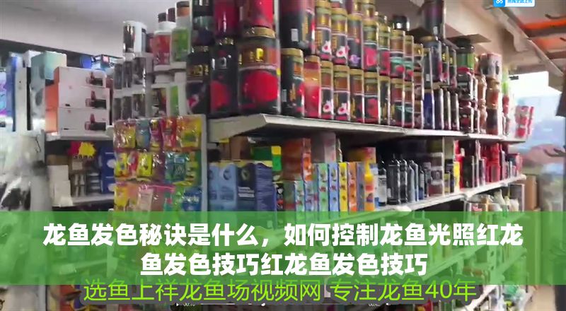 龍魚發色秘訣是什么，如何控制龍魚光照紅龍魚發色技巧紅龍魚發色技巧