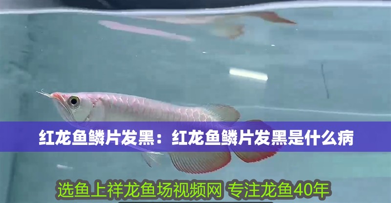 魚缸 紅龍魚鱗片發黑:紅龍魚鱗片發黑是什么病 水族問答 紅龍魚鱗片發黑:紅龍魚鱗片發黑是什么病 紅龍魚鱗片發黑:紅龍魚鱗片發黑是什么病 水族問答