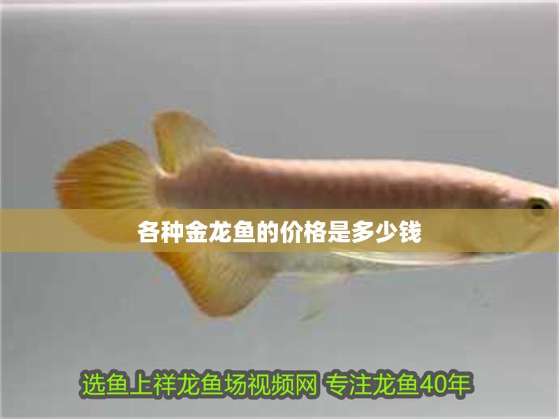 各種金龍魚(yú)的價(jià)格是多少錢(qián)