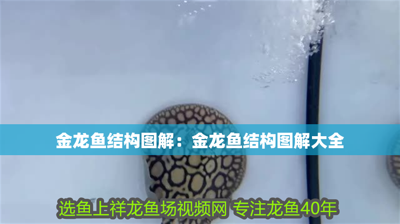 金龍魚結構圖解：金龍魚結構圖解大全