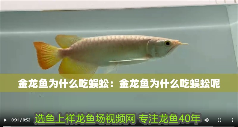 金龍魚為什么吃蜈蚣：金龍魚為什么吃蜈蚣呢