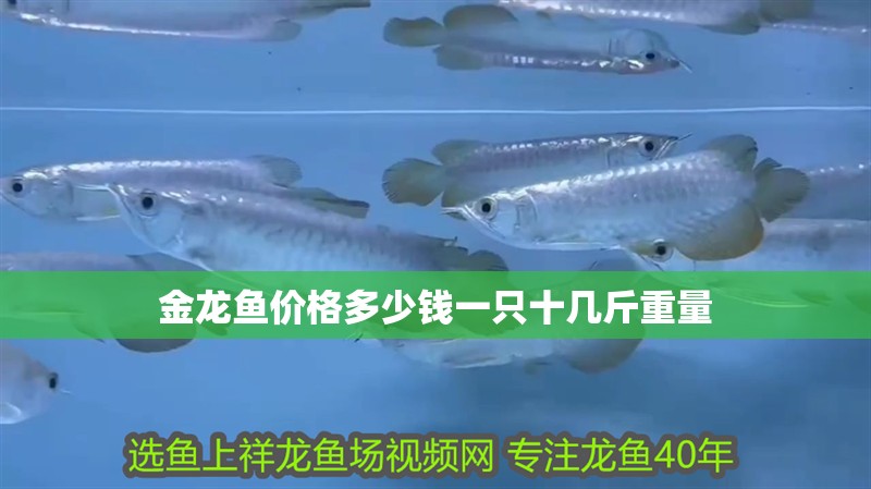 金龍魚價格多少錢一只十幾斤重量
