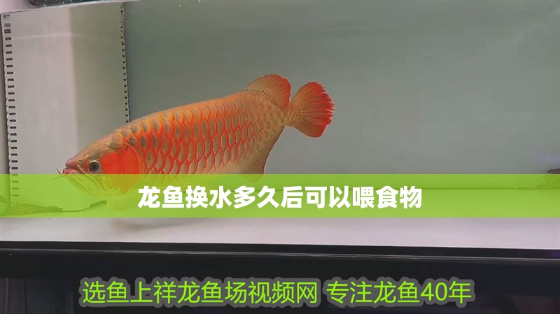 龍魚換水多久后可以喂食物