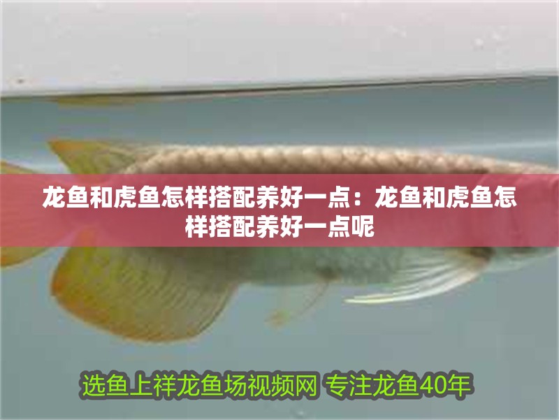龍魚和虎魚怎樣搭配養好一點：龍魚和虎魚怎樣搭配養好一點呢