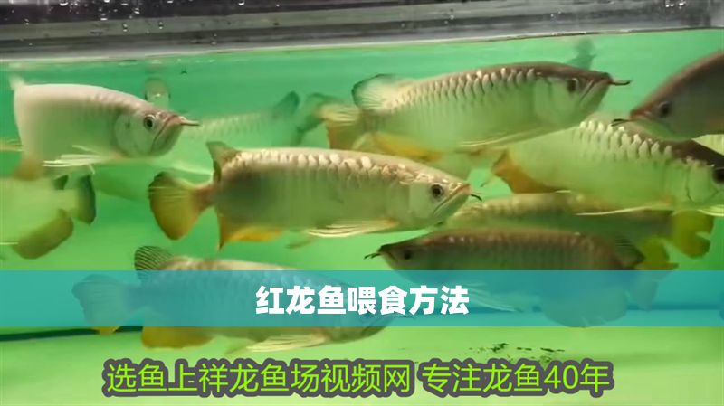 紅龍魚喂食方法