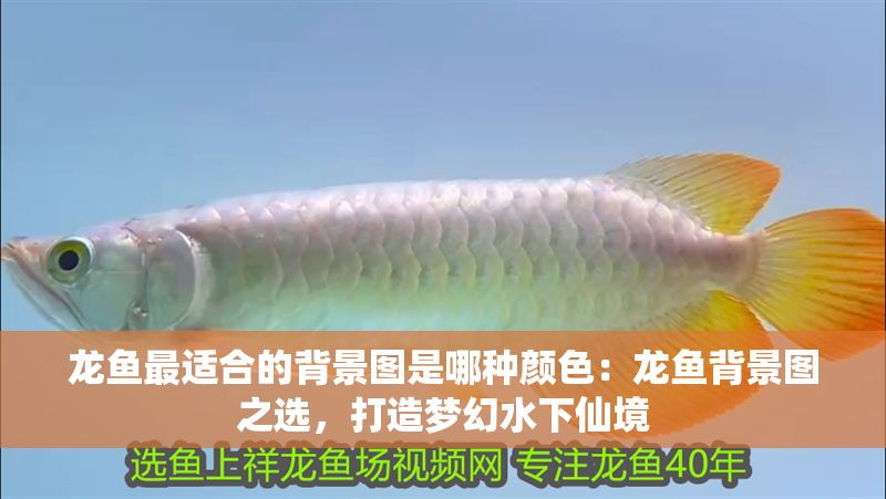 龍魚最適合的背景圖是哪種顏色：龍魚背景圖之選，打造夢(mèng)幻水下仙境