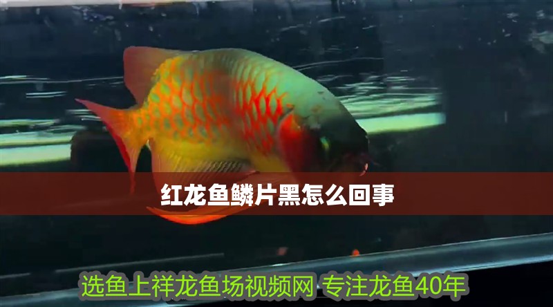 紅龍魚鱗片黑怎么回事