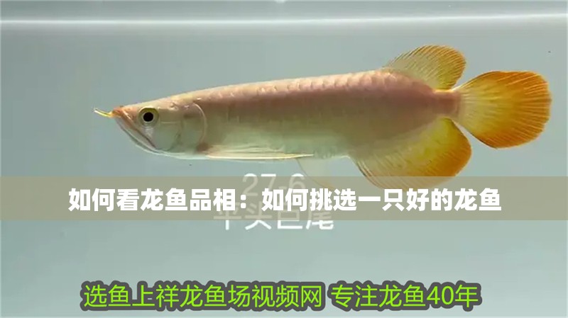 如何看龍魚品相：如何挑選一只好的龍魚