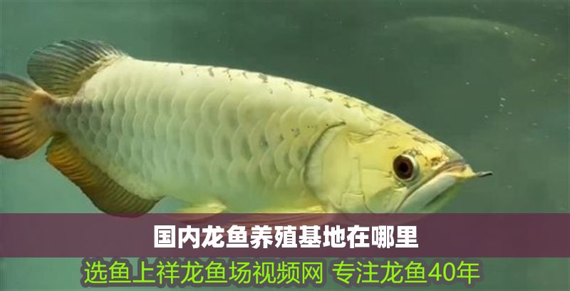 國(guó)內(nèi)龍魚(yú)養(yǎng)殖基地在哪里