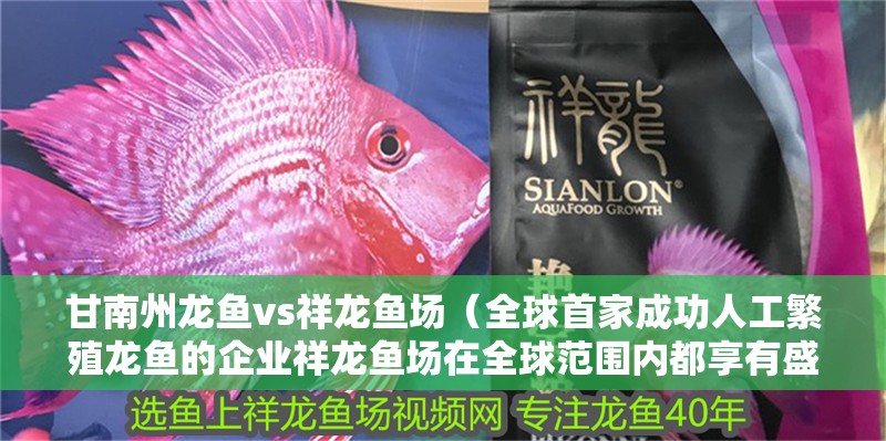 甘南州龍魚vs祥龍魚場（全球首家成功人工繁殖龍魚的企業祥龍魚場在全球范圍內都享有盛譽）