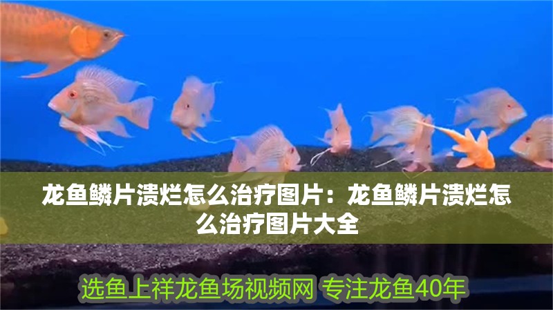 龍魚鱗片潰爛怎么治療圖片：龍魚鱗片潰爛怎么治療圖片大全 龍魚鱗片潰爛怎么治療圖片：龍魚鱗片潰爛怎么治療圖片大全 水族問答