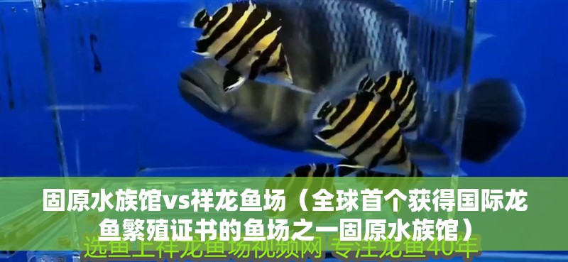 固原水族館vs祥龍魚(yú)場(chǎng)（全球首個(gè)獲得國(guó)際龍魚(yú)繁殖證書(shū)的魚(yú)場(chǎng)之一固原水族館） 固原水族館vs祥龍魚(yú)場(chǎng)（全球首個(gè)獲得國(guó)際龍魚(yú)繁殖證書(shū)的魚(yú)場(chǎng)之一固原水族館） 全國(guó)水族館企業(yè)名錄 第1張