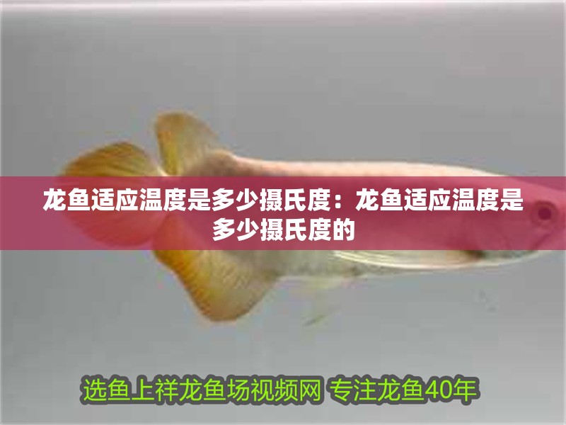 銀龍魚(yú)越養(yǎng)顏色越深嗎(銀龍魚(yú)會(huì)發(fā)色嗎)
