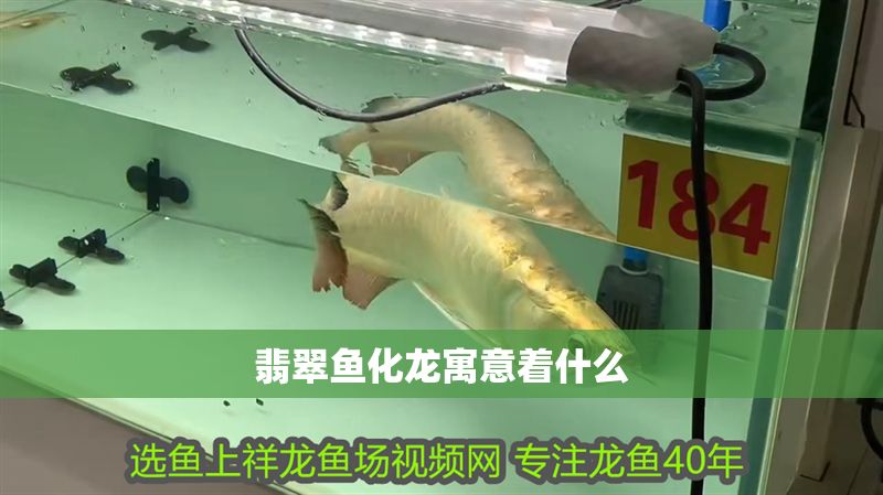 翡翠魚化龍?jiān)⒁庵裁? title=