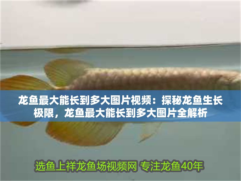 龍魚最大能長到多大圖片視頻：探秘龍魚生長極限，龍魚最大能長到多大圖片全解析