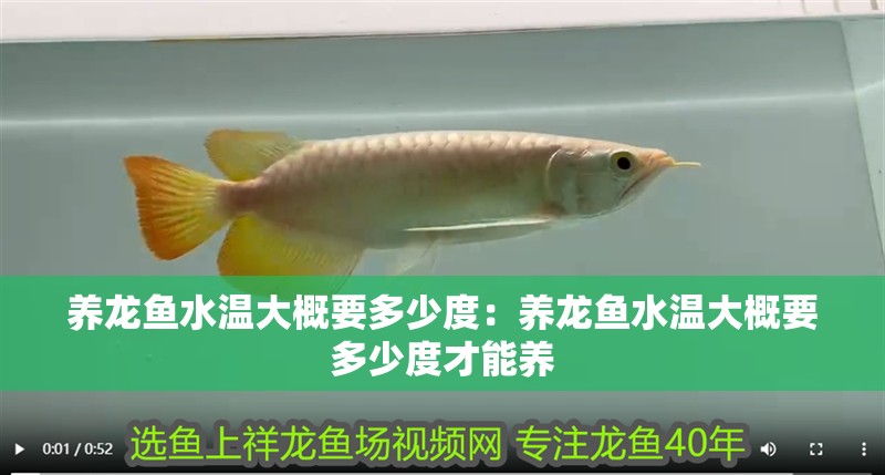 養龍魚水溫大概要多少度：養龍魚水溫大概要多少度才能養