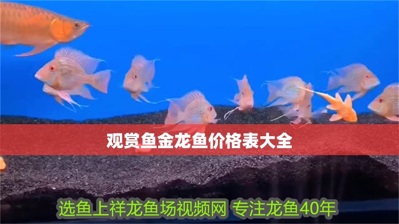 觀賞魚金龍魚價格表大全 觀賞魚金龍魚價格表大全 龍魚百科 第1張