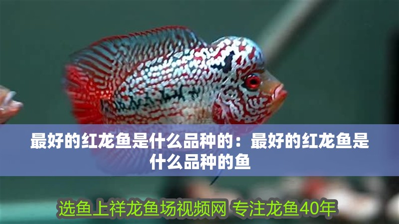 最好的紅龍魚是什么品種的：最好的紅龍魚是什么品種的魚
