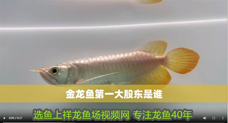 金龍魚第一大股東是誰