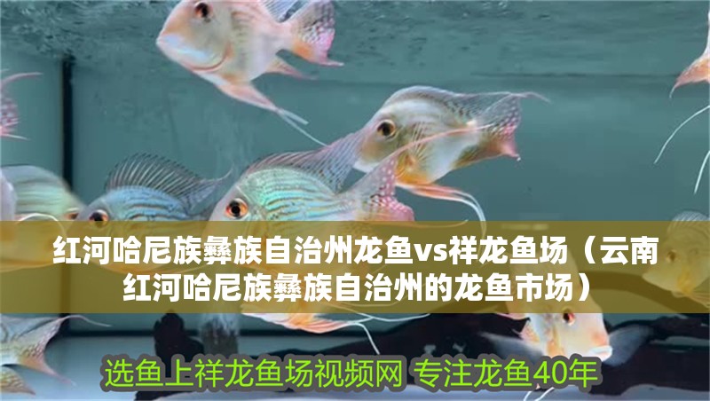 紅河哈尼族彝族自治州龍魚(yú)vs祥龍魚(yú)場(chǎng)（云南紅河哈尼族彝族自治州的龍魚(yú)市場(chǎng)）