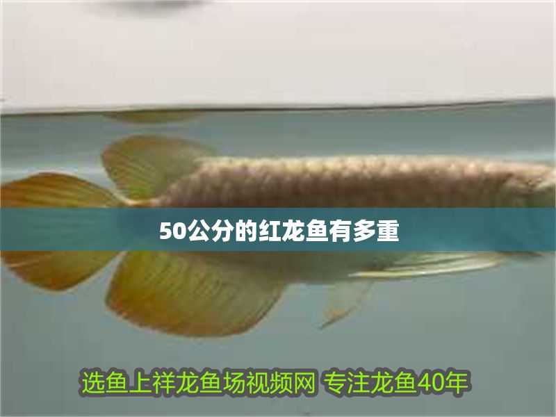 50公分的紅龍魚有多重