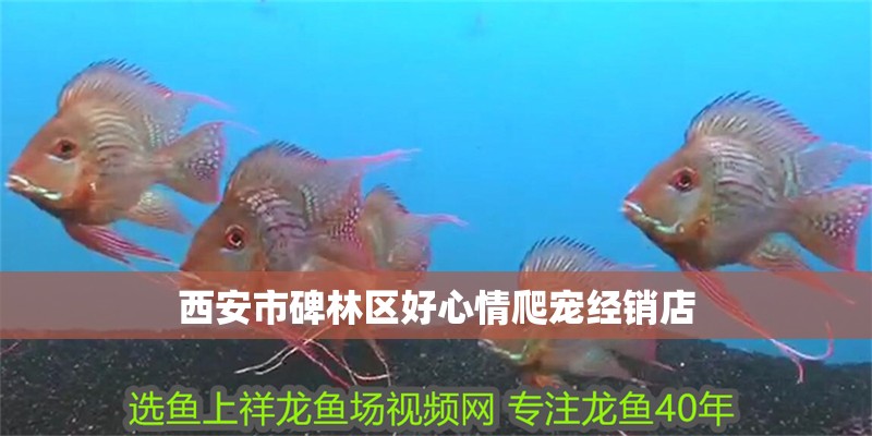 西安市碑林區好心情爬寵經銷店