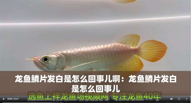 龍魚鱗片發白是怎么回事兒啊：龍魚鱗片發白是怎么回事兒