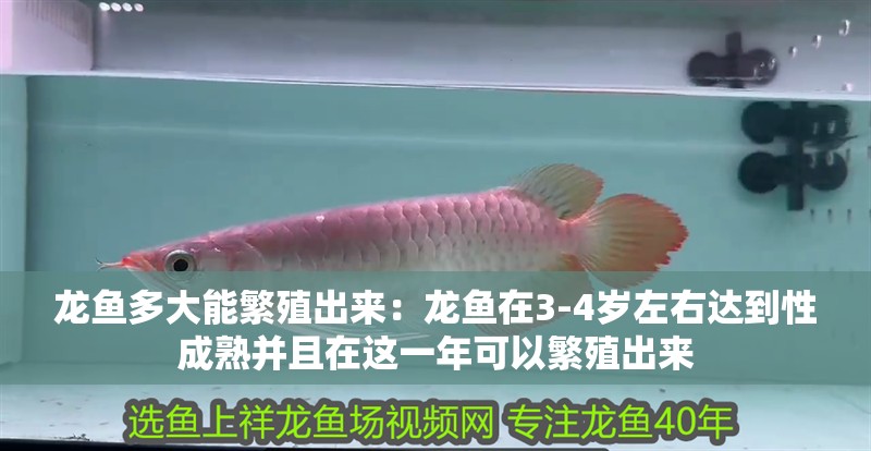 龍魚多大能繁殖出來：龍魚在3-4歲左右達到性成熟并且在這一年可以繁殖出來