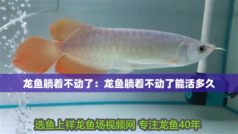 龍魚躺著不動了：龍魚躺著不動了能活多久