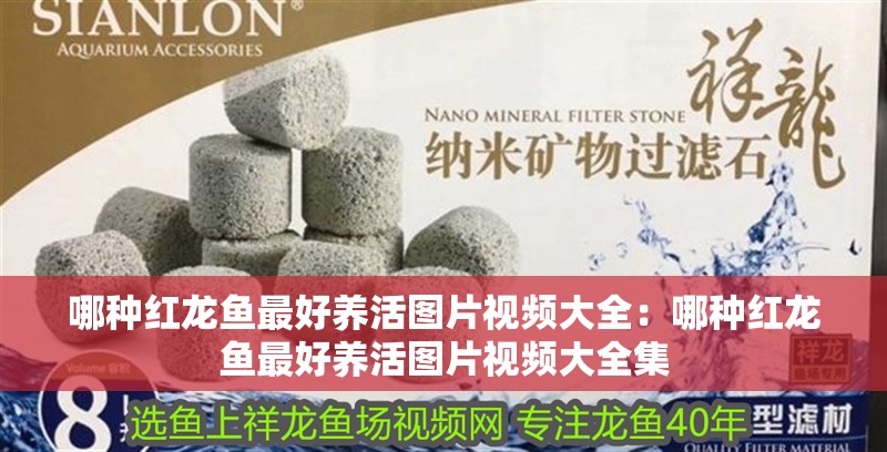 哪種紅龍魚最好養活圖片視頻大全：哪種紅龍魚最好養活圖片視頻大全集