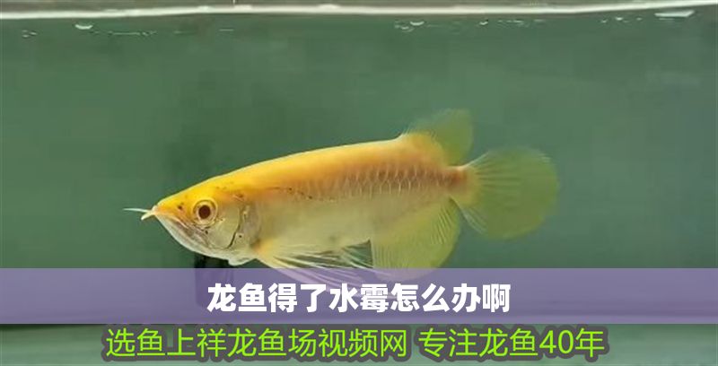 龍魚得了水霉怎么辦啊