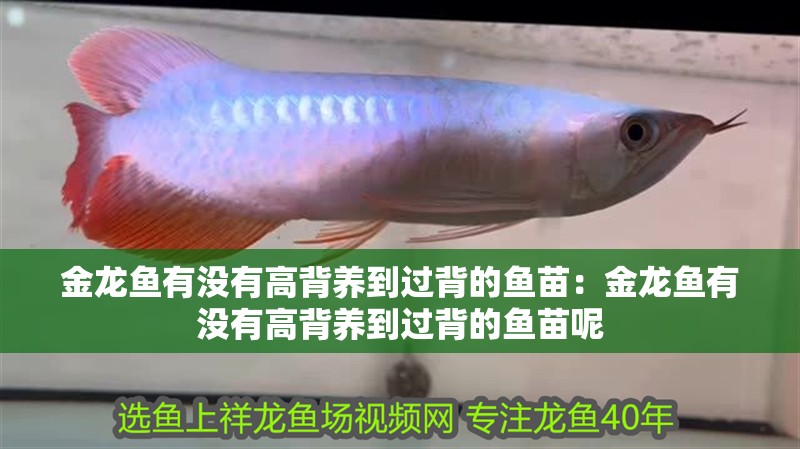 金龍魚有沒有高背養到過背的魚苗：金龍魚有沒有高背養到過背的魚苗呢