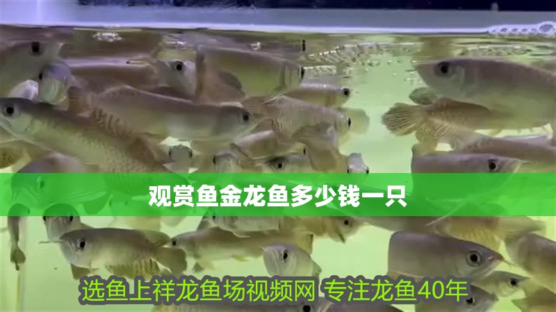 觀賞魚金龍魚多少錢一只