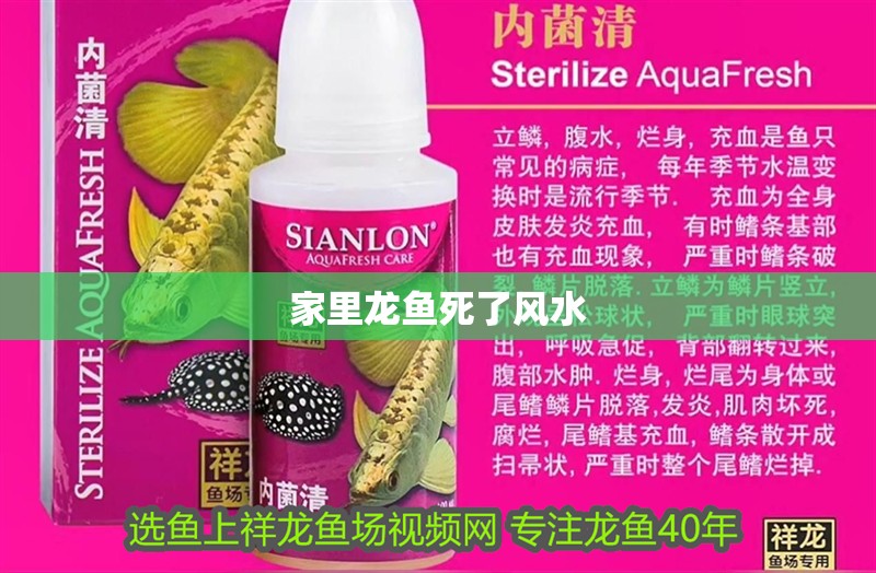 家里龍魚死了風(fēng)水