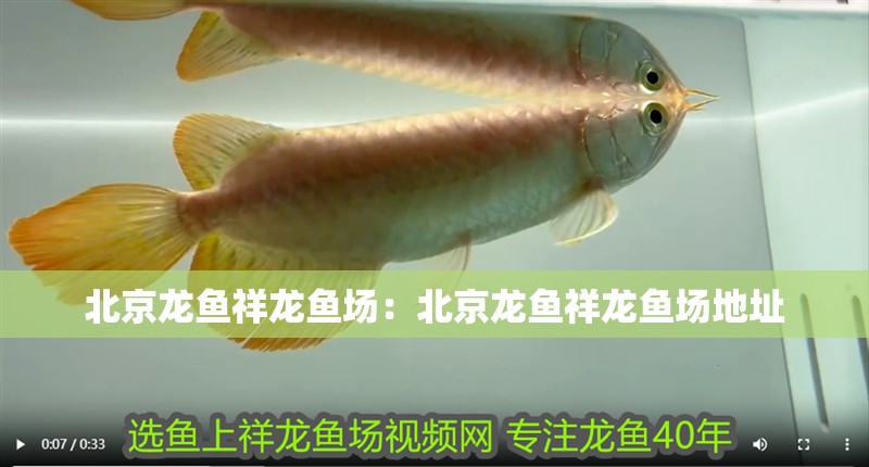 北京龍魚祥龍魚場(chǎng)：北京龍魚祥龍魚場(chǎng)地址 北京龍魚祥龍魚場(chǎng)：北京龍魚祥龍魚場(chǎng)地址 水族問答