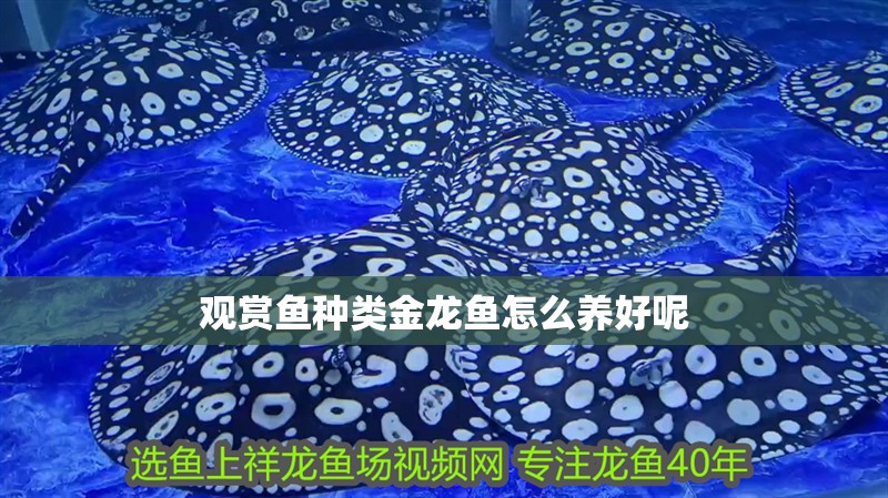 觀賞魚種類金龍魚怎么養好呢