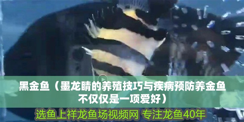 黑金魚（墨龍睛的養殖技巧與疾病預防養金魚不僅僅是一項愛好）