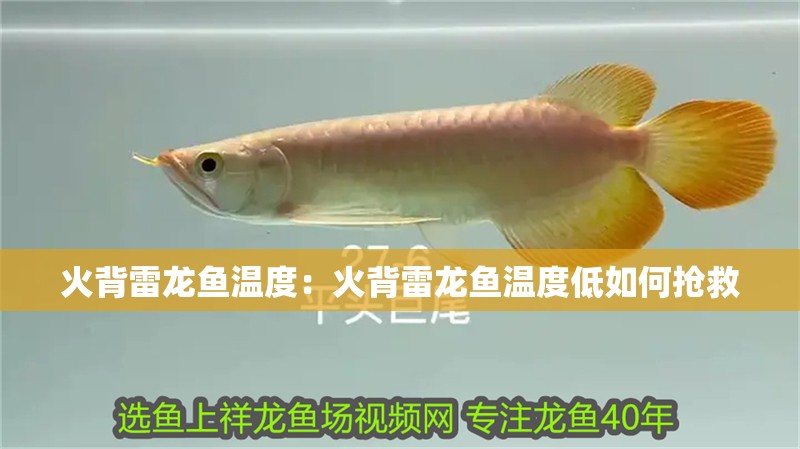 火背雷龍魚溫度:火背雷龍魚溫度低如何搶救 水族問答 火背雷龍魚溫度:火背雷龍魚溫度低如何搶救 火背雷龍魚溫度:火背雷龍魚溫度低如何搶救 水族問答