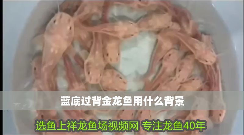 藍底過背金龍魚用什么背景