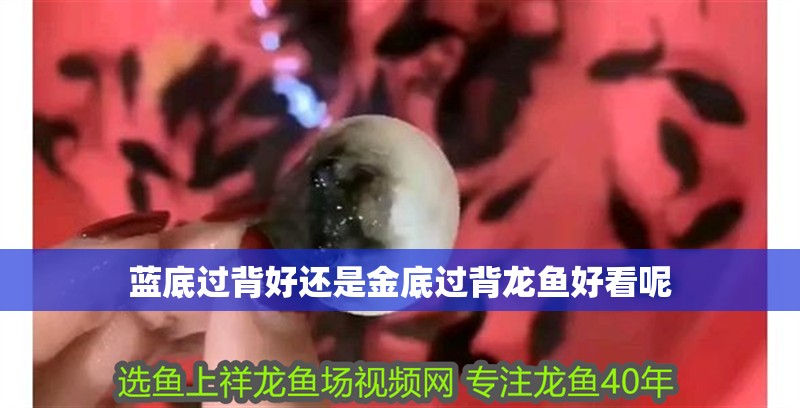 藍底過背好還是金底過背龍魚好看呢 藍底過背好還是金底過背龍魚好看呢 龍魚百科 第2張