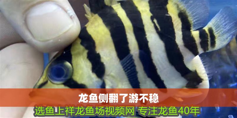 龍魚側翻了游不穩