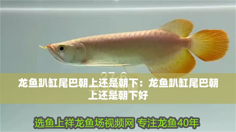 龍魚(yú)趴缸尾巴朝上還是朝下：龍魚(yú)趴缸尾巴朝上還是朝下好 龍魚(yú)趴缸尾巴朝上還是朝下：龍魚(yú)趴缸尾巴朝上還是朝下好 水族問(wèn)答