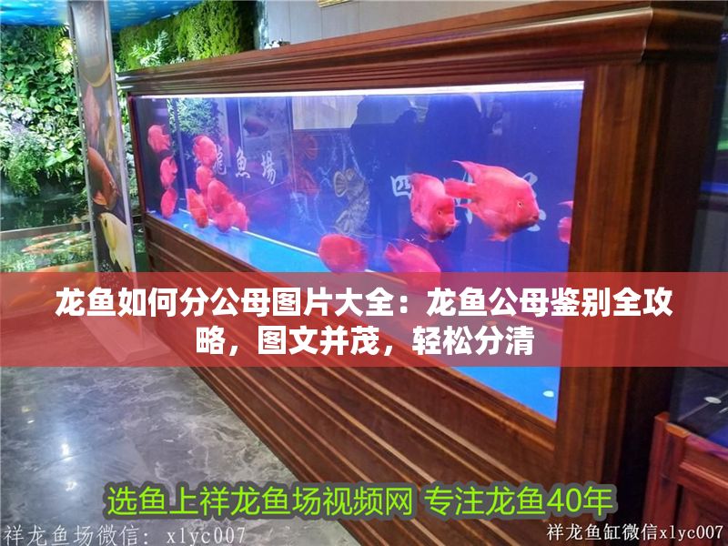 龍魚(yú)如何分公母圖片大全：龍魚(yú)公母鑒別全攻略，圖文并茂，輕松分清