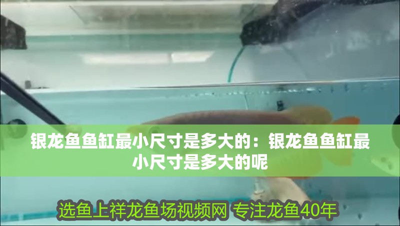 銀龍魚(yú)魚(yú)缸最小尺寸是多大的：銀龍魚(yú)魚(yú)缸最小尺寸是多大的呢 銀龍魚(yú)魚(yú)缸最小尺寸是多大的：銀龍魚(yú)魚(yú)缸最小尺寸是多大的呢 水族問(wèn)答