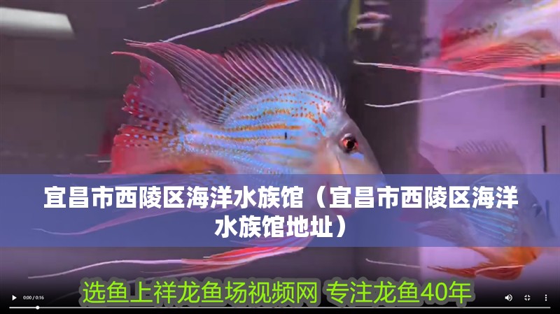宜昌市西陵區海洋水族館（宜昌市西陵區海洋水族館地址）