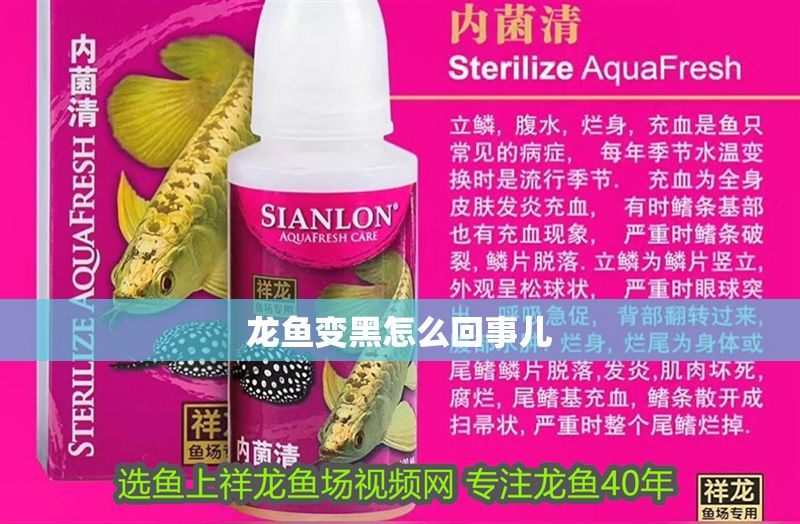 龍魚變黑怎么回事兒